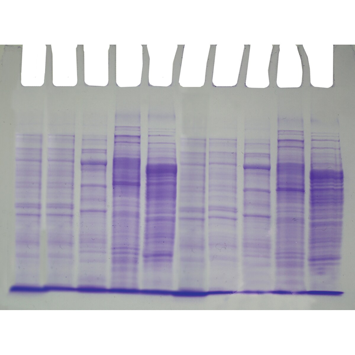 Edvotek W48910 DNA InstaStain EB100 Edvotek W48910 DNA InstaStain EB100